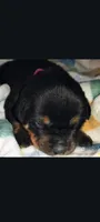 Ms. Plum, a male Rottweiler for sale in Butler, IN – Photo 6 of 8