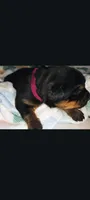 Ms. Plum, a male Rottweiler for sale in Butler, IN – Photo 5 of 8