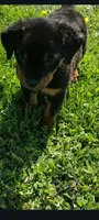 Ms. Plum, a female Rottweiler for sale in Butler, IN – 3 of 6