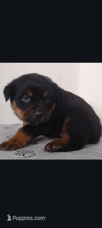 Ms. Purple – Rottweiler puppy for sale in Butler, IN