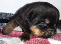 Mr. Red, a male Rottweiler for sale in Butler, IN – Photo 5 of 7