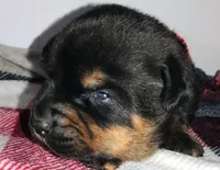 Mr. Red, a male Rottweiler for sale in Butler, IN – Photo 7 of 7