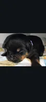 Ms. Purple, a male Rottweiler for sale in Butler, IN – Photo 3 of 10