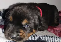 Mr. Red, a male Rottweiler for sale in Butler, IN – Photo 3 of 7