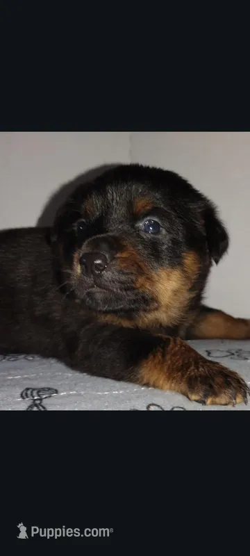 Ms. Purple, a male Rottweiler for sale in Butler, IN – Photo 1 of 10