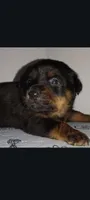Ms. Purple, a male Rottweiler for sale in Butler, IN – Photo 1 of 10