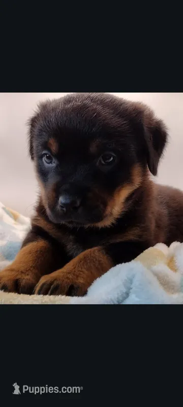Ms. Purple – Rottweiler puppy for sale in Butler, IN