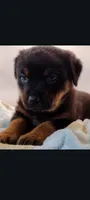 Ms. Purple, a female Rottweiler for sale in Butler, IN – Photo 2 of 10