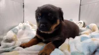 Ms. Purple, a female Rottweiler for sale in Butler, IN – Photo 6 of 10