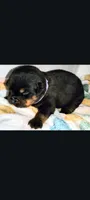 Ms. Purple, a male Rottweiler for sale in Butler, IN – Photo 8 of 10