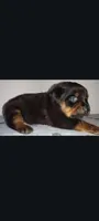 Ms. Purple, a male Rottweiler for sale in Butler, IN – Photo 5 of 10