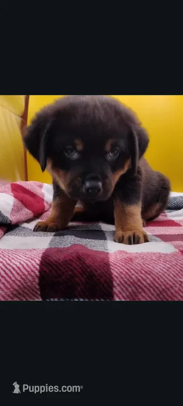 Ms. Purple – Rottweiler puppy for sale in Butler, IN
