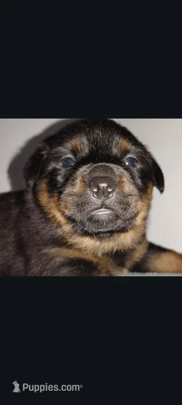 Ms. Purple – Rottweiler puppy for sale in Butler, IN