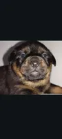 Ms. Purple, a male Rottweiler for sale in Butler, IN – Photo 2 of 10