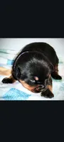 Ms. Purple, a male Rottweiler for sale in Butler, IN – Photo 4 of 10