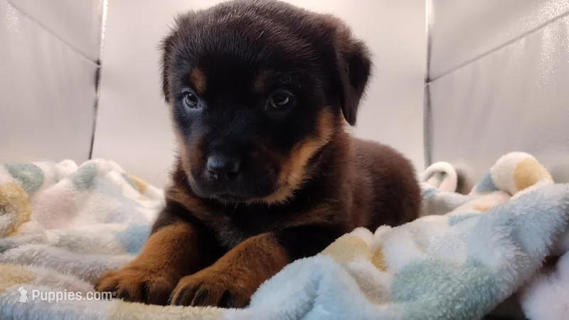 Ms. Purple – Rottweiler puppy for sale in Butler, IN