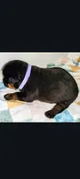 Ms. Purple, a male Rottweiler for sale in Butler, IN – Photo 9 of 10