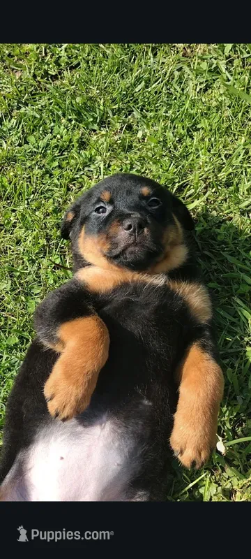 Ms. Purple – Rottweiler puppy on hold in Butler, IN