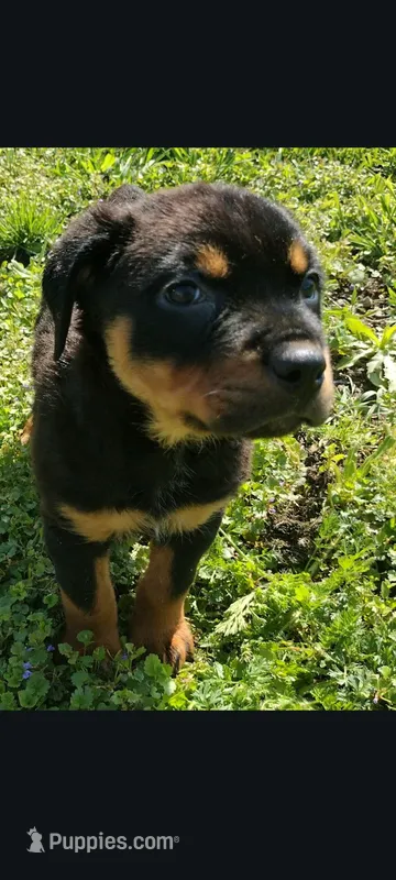Ms. Purple, a female Rottweiler for sale in Butler, IN – 1 of 1