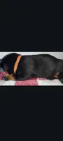 Mr. Brown, a male Rottweiler for sale in Butler, IN – Photo 5 of 5