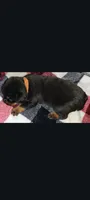 Mr. Brown, a male Rottweiler for sale in Butler, IN – Photo 2 of 5