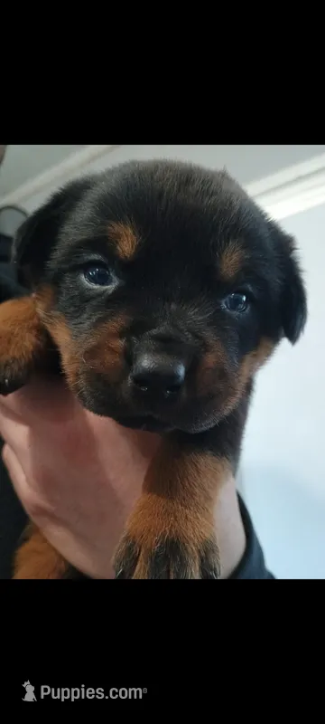 Mr. Brown – Rottweiler puppy for sale in Butler, IN
