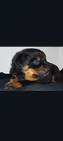 Mr. Brown, a male Rottweiler for sale in Butler, IN – Photo 3 of 5