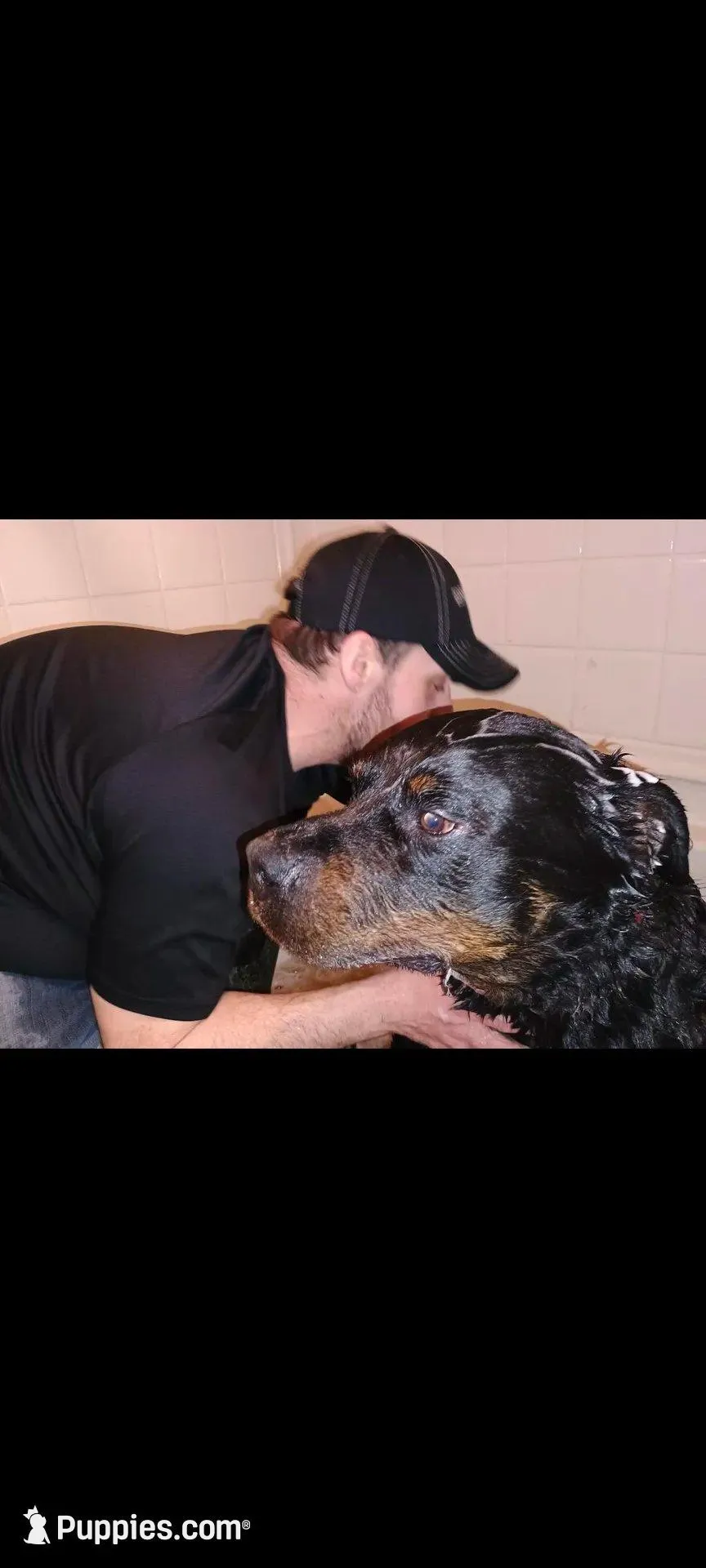 Ms.  Hot Pink, a female Rottweiler for sale in Butler, IN – Photo 4 of 4
