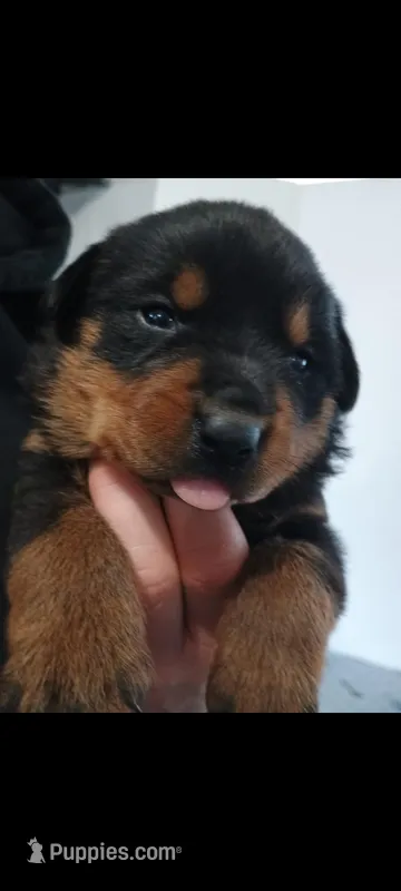 Ms.  Hot Pink – Rottweiler puppy for sale in Butler, IN