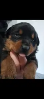 Ms.  Hot Pink, a female Rottweiler for sale in Butler, IN – Photo 1 of 4