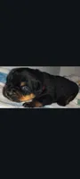 Ms.  Hot Pink, a female Rottweiler for sale in Butler, IN – Photo 2 of 4
