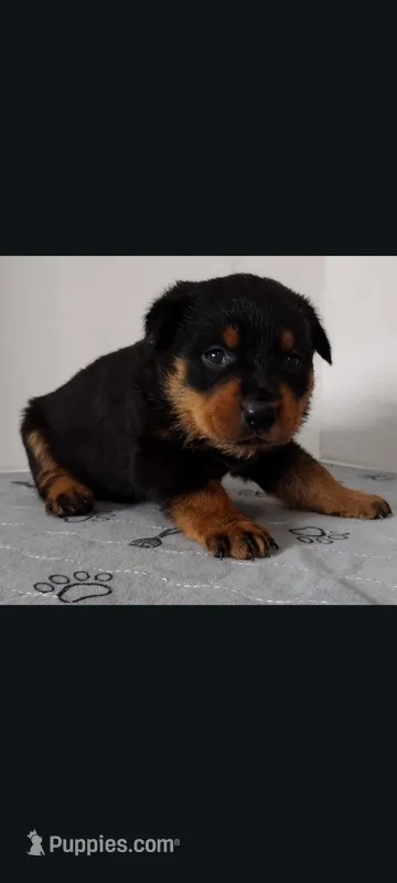 Ms.  Hot Pink – Rottweiler puppy for sale in Butler, IN