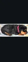 Ms.  Hot Pink, a female Rottweiler for sale in Butler, IN – Photo 3 of 4