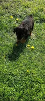 Ms. Plum, a female Rottweiler for sale in Butler, IN – 4 of 6