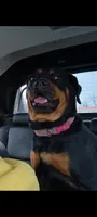 Ms. Plum, a female Rottweiler for sale in Butler, IN – 5 of 6