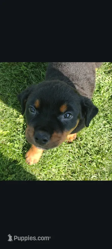 Ms. Purple – Rottweiler puppy for sale in Butler, IN