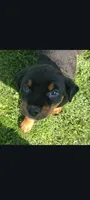 Ms. Plum, a female Rottweiler for sale in Butler, IN – 1 of 6