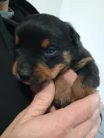 Mr. Dark Green, a male Rottweiler for sale in Butler, IN – Photo 5 of 7