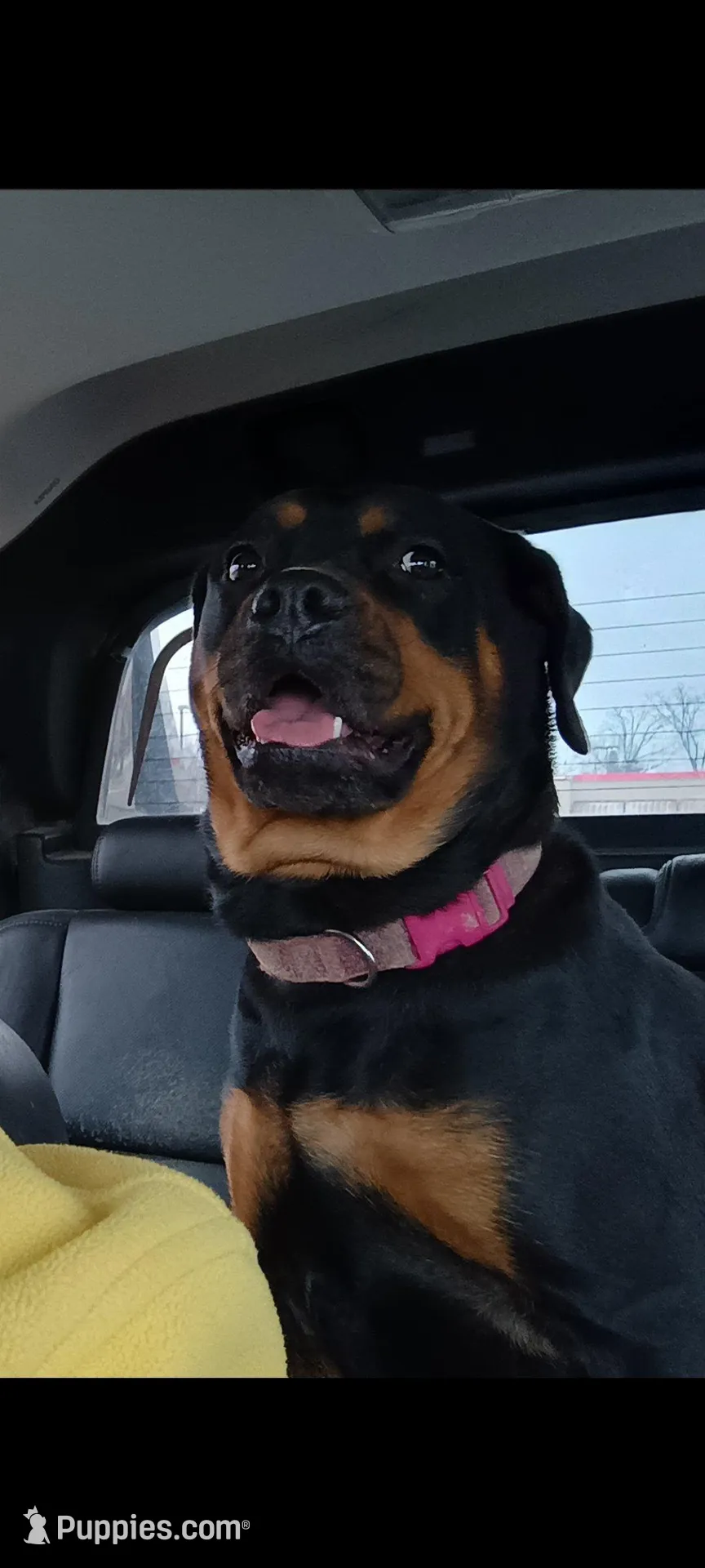 Ms. Purple, a male Rottweiler for sale in Butler, IN – Photo 10 of 10