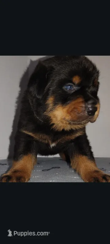 Mr. Aqua  – Rottweiler puppy for sale in Butler, IN