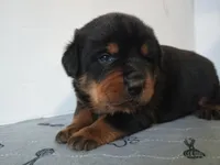 Mr. Aqua , a male Rottweiler for sale in Butler, IN – Photo 3 of 7