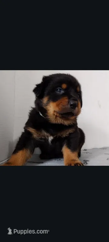 Mr. Aqua  – Rottweiler puppy for sale in Butler, IN