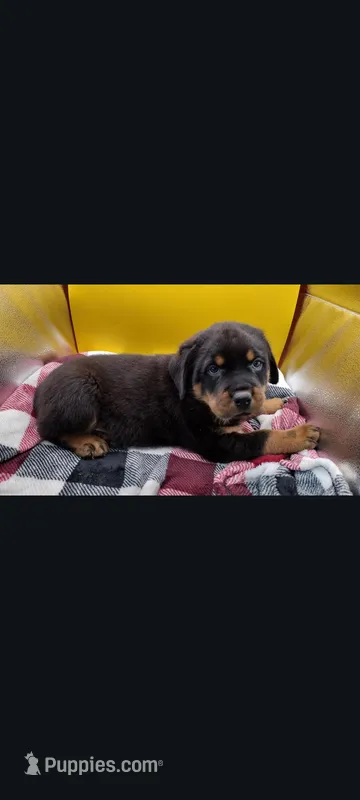 Mr. Aqua  – Rottweiler puppy for sale in Butler, IN