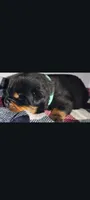 Mr. Aqua , a male Rottweiler for sale in Butler, IN – Photo 5 of 7