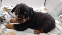 Mr. Aqua , a male Rottweiler for sale in Butler, IN – Photo 2 of 10