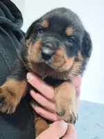 Mr. Aqua , a male Rottweiler for sale in Butler, IN – Photo 7 of 7