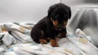 Mr. Aqua , a male Rottweiler for sale in Butler, IN – Photo 9 of 10