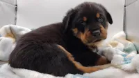 Mr. Aqua , a male Rottweiler for sale in Butler, IN – Photo 8 of 10