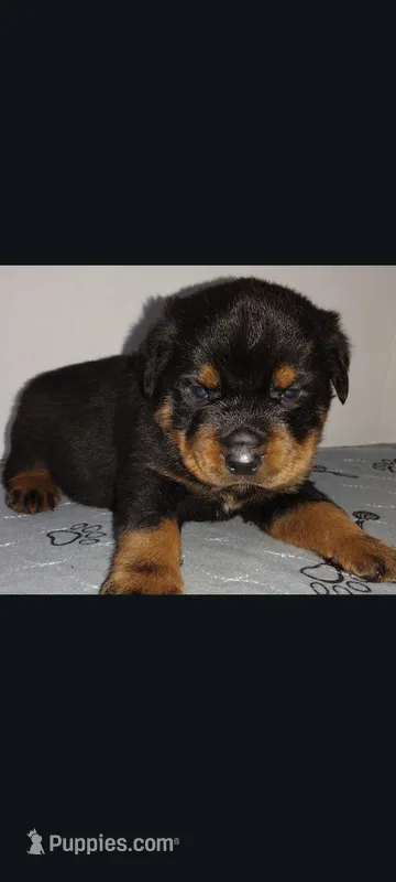 Mr. Aqua  – Rottweiler puppy for sale in Butler, IN