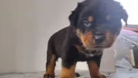 Mr. Aqua , a male Rottweiler for sale in Butler, IN – Photo 10 of 10